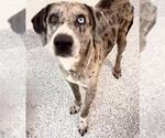 Small #1 Catahoula Leopard Dog