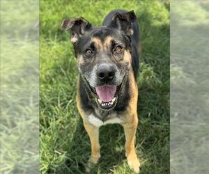 American Pit Bull Terrier-German Shepherd Dog Mix Dogs for adoption in Conroe, TX, USA