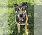 Small American Pit Bull Terrier-German Shepherd Dog Mix