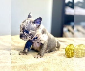 French Bulldog Puppy for sale in PHOENIX, AZ, USA