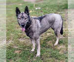 Freida and Dallen - Female Norwegian Elkhound-Unknown Mix Dog for Adoption - Photo #4
