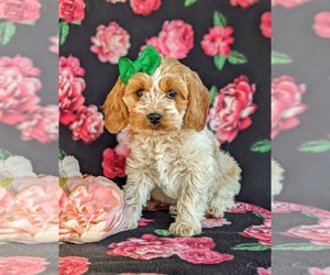 Cocker Spaniel-Poodle (Miniature) Mix Puppy for sale in NOTTINGHAM, PA, USA