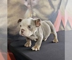 Small Photo #12 English Bulldog Puppy For Sale in PITTSBURGH, PA, USA