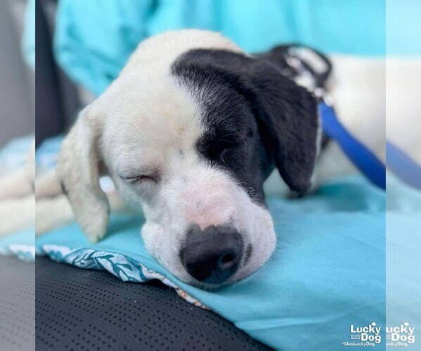 Medium Photo #2 Colonial Cocker Spaniel-Retriever  Mix Puppy For Sale in Washington, DC, USA