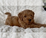 Small Photo #17 Goldendoodle mix (+ Poodle Miniature) Puppy For Sale in RANDOLPH, WI, USA