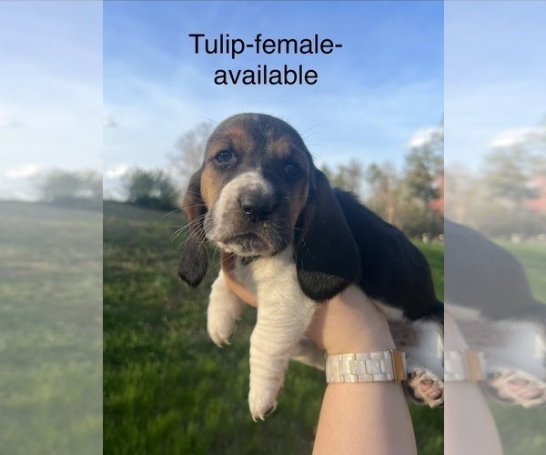 Medium Photo #8 Basset Hound Puppy For Sale in MARTINSVILLE, VA, USA