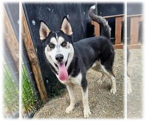 BRIAN - Male Siberian Husky Dog for Adoption - Photo #2
