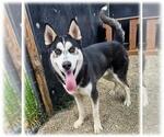 Small #1 Siberian Husky