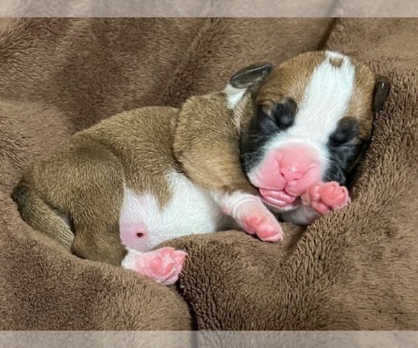 Medium Photo #31 Boxer Puppy For Sale in PONTOTOC, MS, USA