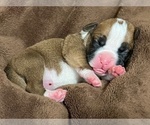 Small Photo #31 Boxer Puppy For Sale in PONTOTOC, MS, USA