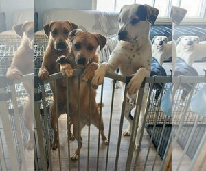 Simon - ADOPTION PENDING!!! - Male Boxer-Unknown Mix Dog for Adoption - Photo #3