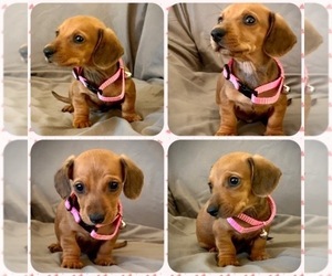 Dachshund Puppy for sale in FONTANA, CA, USA