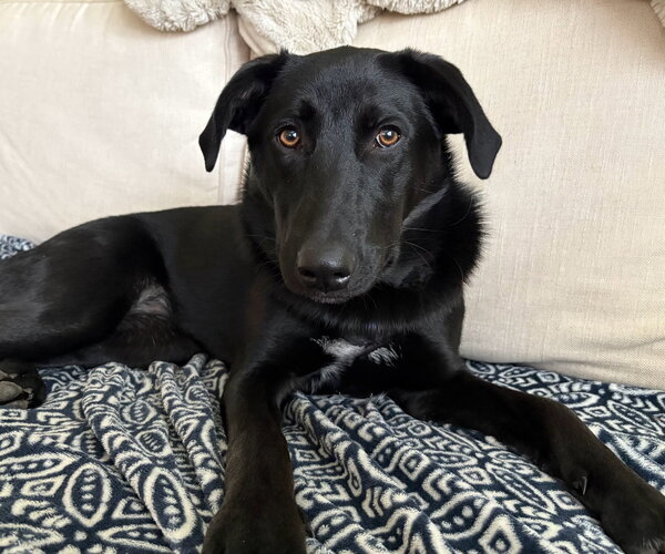 Medium Photo #1 Labrador Retriever-Unknown Mix Puppy For Sale in Wakefield, RI, USA
