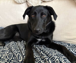 Labrador Retriever-Unknown Mix Dogs for adoption in Wakefield, RI, USA
