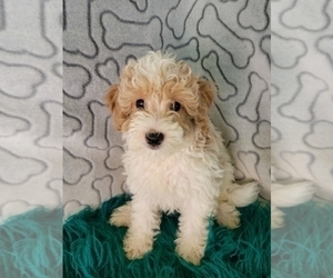 Goldendoodle (Miniature) Puppy for Sale in KENDALL, Wisconsin USA