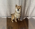 Small Photo #5 Shiba Inu Puppy For Sale in LAGUNA NIGUEL, CA, USA