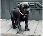 Small Photo #5 Cane Corso Puppy For Sale in SAINT JOSEPH, MO, USA