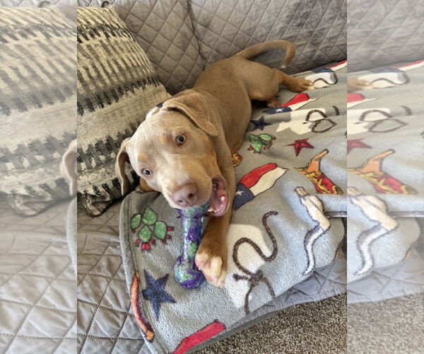 Medium Photo #6 Mutt Puppy For Sale in Euless, TX, USA