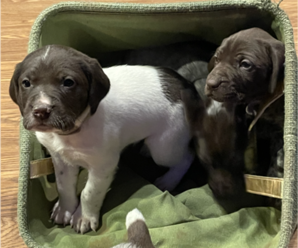 Medium Photo #8 German Shorthaired Pointer Puppy For Sale in DALLAS, OR, USA