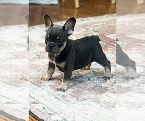 Medium French Bulldog
