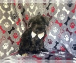 Small #2 Schnauzer (Miniature)