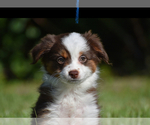 Small #6 Miniature Australian Shepherd