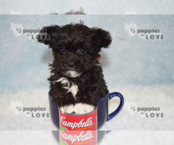 Medium Photo #16 Maltipoo Puppy For Sale in SANGER, TX, USA