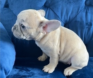 French Bulldog Puppy for sale in HOUSTON, TX, USA