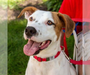 Toby - Male Mutt Dog for Adoption - Photo #25