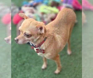 Royalty - Female Chihuahua Dog for Adoption - Photo #6