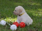 Puppy 10 Goldendoodle