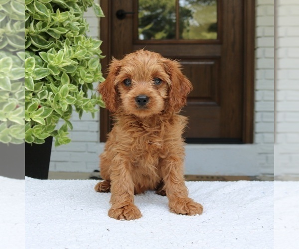 Medium Photo #3 Cavapoo (Miniature) Puppy For Sale in NARVON, PA, USA