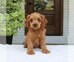 Small #2 Cavapoo (Miniature)