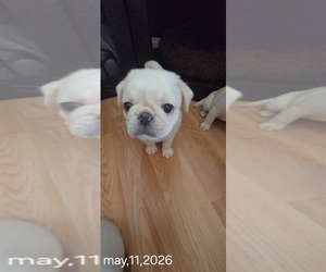 Medium Pug