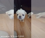 Puppy PolarBear Pug