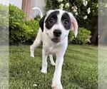 Small #4 Colonial Cocker Spaniel Mix