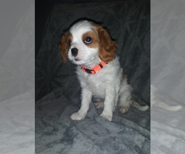 Medium Photo #3 Cavalier King Charles Spaniel Puppy For Sale in HOWLAND, OH, USA