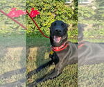 Small #1 Labrador Retriever Mix