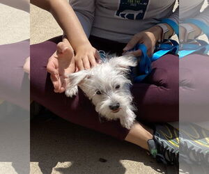 Maltese-Unknown Mix Dogs for adoption in Wheaton, IL, USA