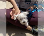 Small Maltese Mix