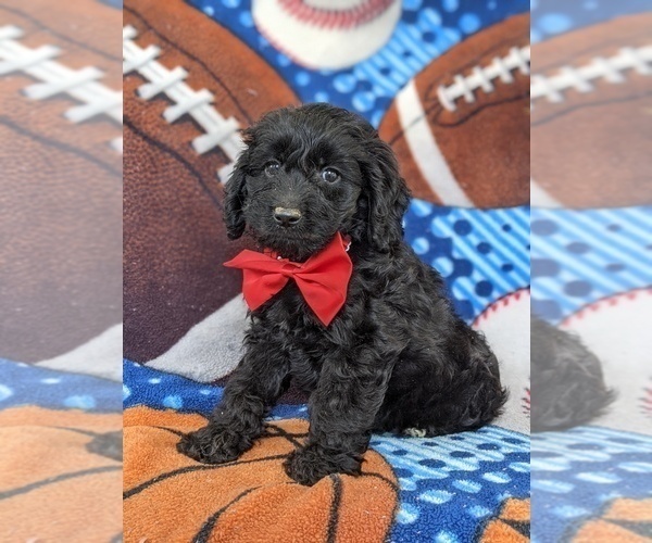 Medium Photo #5 Cocker Spaniel-Poodle (Miniature) Mix Puppy For Sale in NOTTINGHAM, PA, USA
