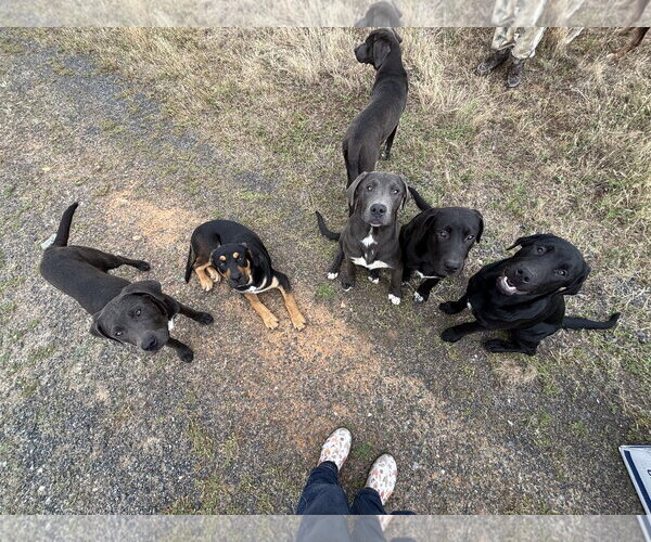Medium Photo #3 Labrenees Puppy For Sale in Milpitas, CA, USA