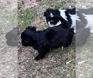 Medium Havashu-YorkiePoo Mix