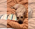 Small Photo #5 American Pit Bull Terrier-Unknown Mix Puppy For Sale in Germantown, OH, USA