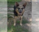 Small German Shepherd Dog Mix