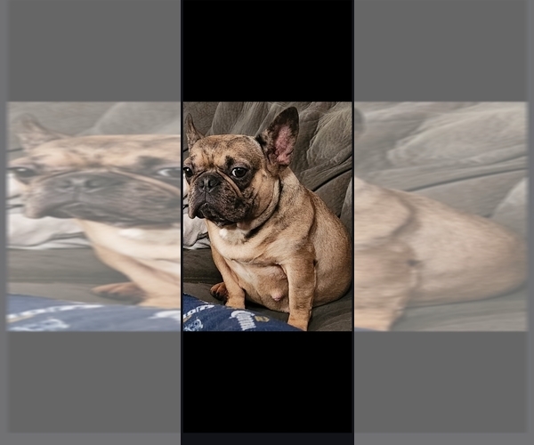 Medium Photo #1 French Bulldog Puppy For Sale in CLEVELAND, OH, USA