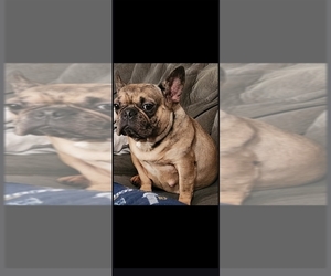 Mother of the French Bulldog puppies born on 10/22/2025