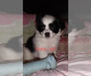 Chihuahua-Pom-Shi Mix Puppy for sale in KANNAPOLIS, NC, USA