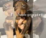 Small #1 Doberman Pinscher
