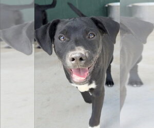Boston Terrier-Labrador Retriever Mix Dogs for adoption in Green Forest, AR, USA